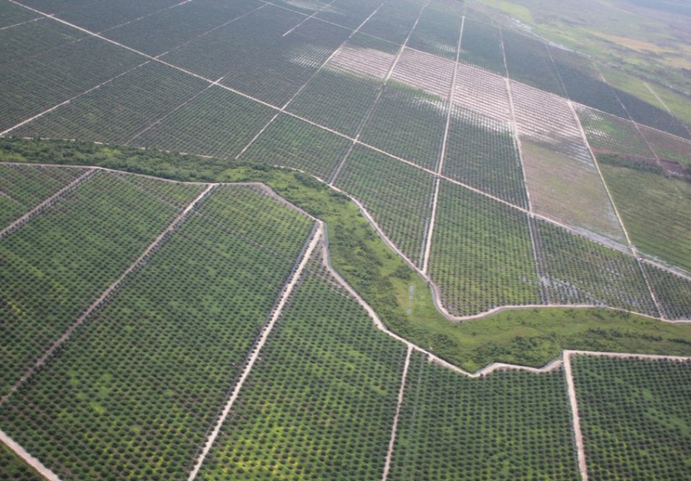 Indonesia palm oil plantation