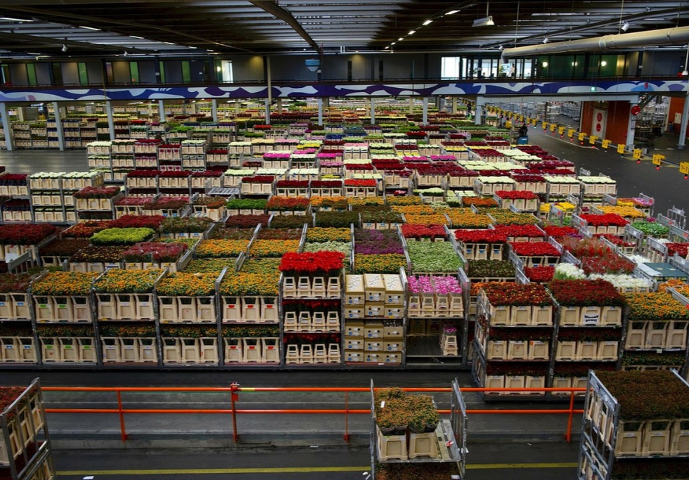 Netherlands flower warehouse