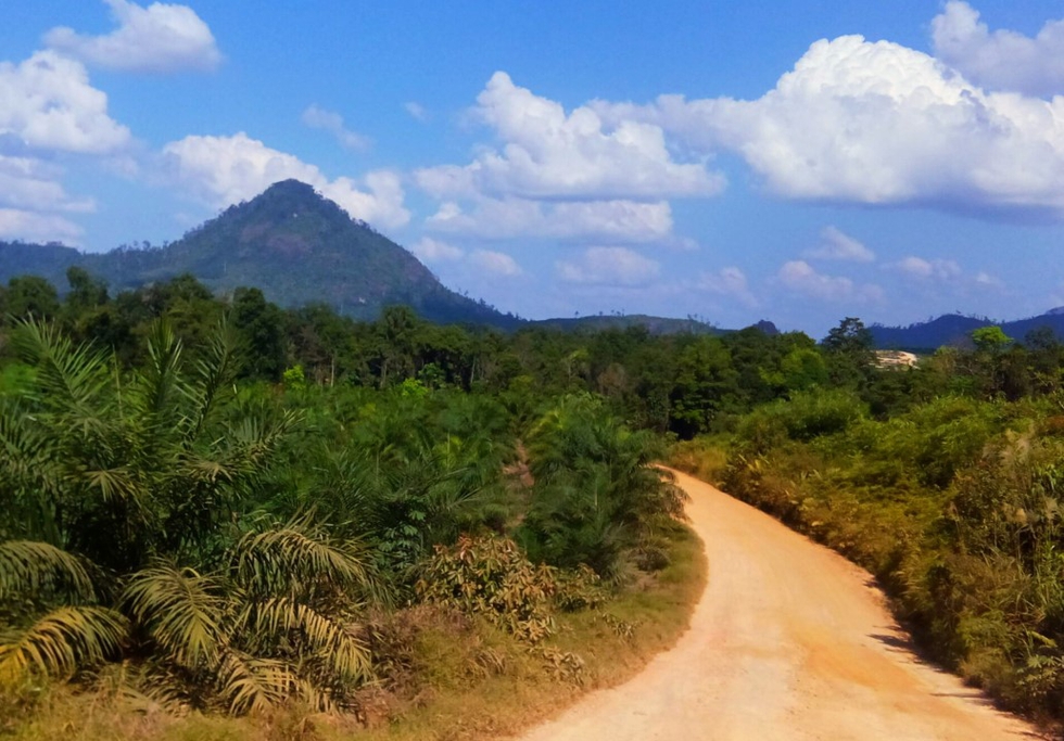 Oil palm plantation Indonesia