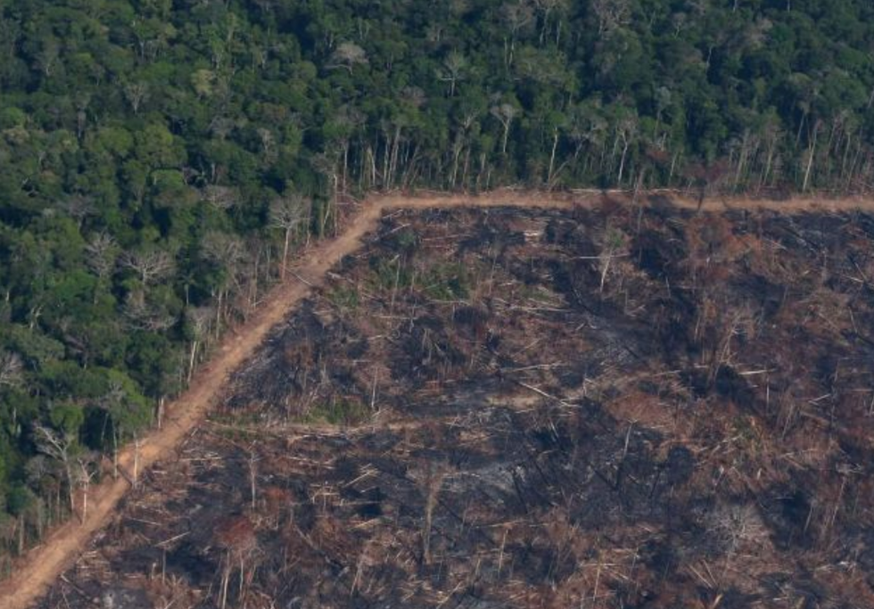 Brazilian farmers' lobbies divided over EU's Amazon deforestation ...