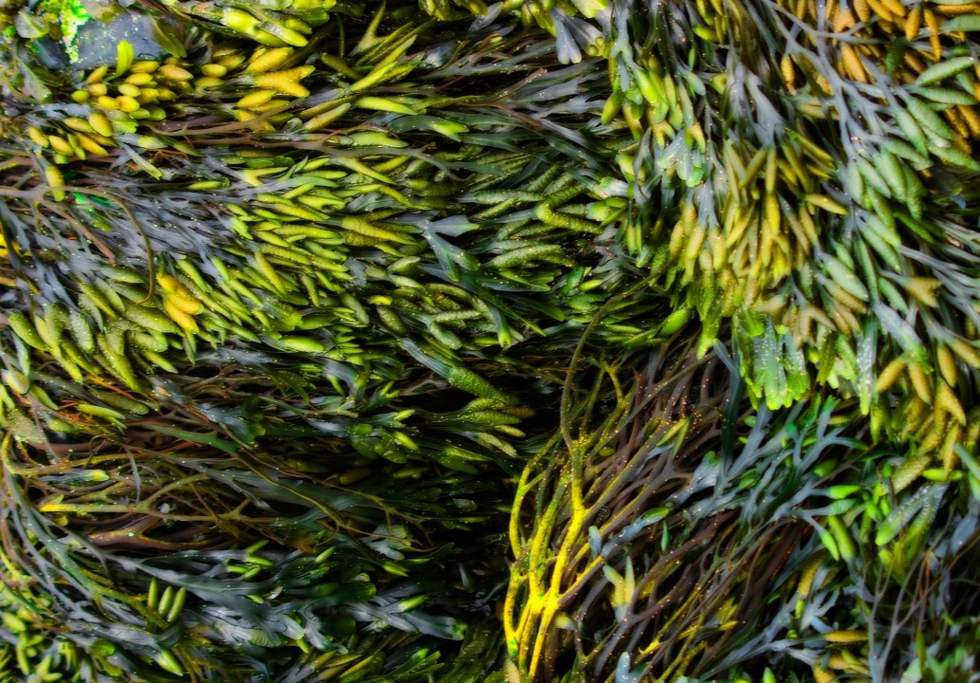 Seaweed. Credit: Paul Tomlin / Flickr
