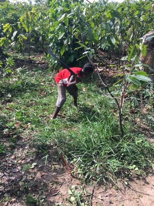 Child labour on cocoa plantation, Côte d'Ivoire. Credit: International Rights Advocates