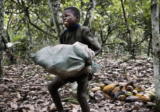 Child labour on cocoa plantation