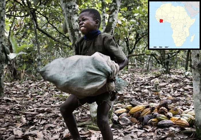 Child labour on a cocoa plantation, Côte d'Ivoire