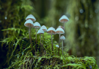 Mushrooms. Credit: Visually Us / Pexels