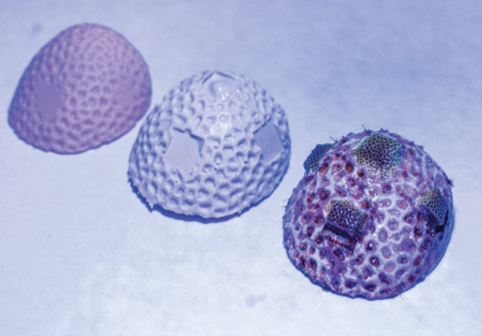 KAUST 3D printed coral surfaces. Credit: KAUST