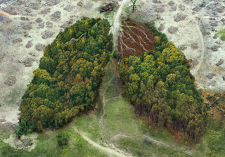 Deforestation; lungs of the planet. Credit: Chayakorn Buntharaksa / Shutterstock