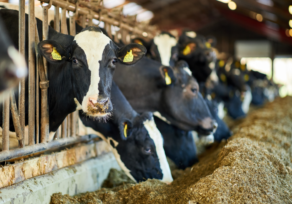 Livestock cows feeding. Credit: Roman Melnyk / Shutterstock