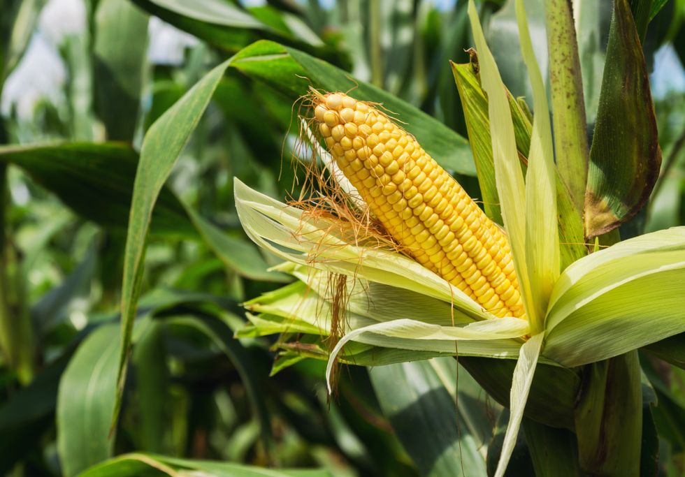 Maize plant. Credit: lovelyday12 / Shutterstock