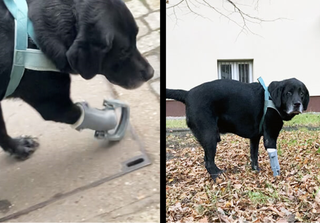 Labrador Leto walking with 3D prosthetic. Credit: Zortrax