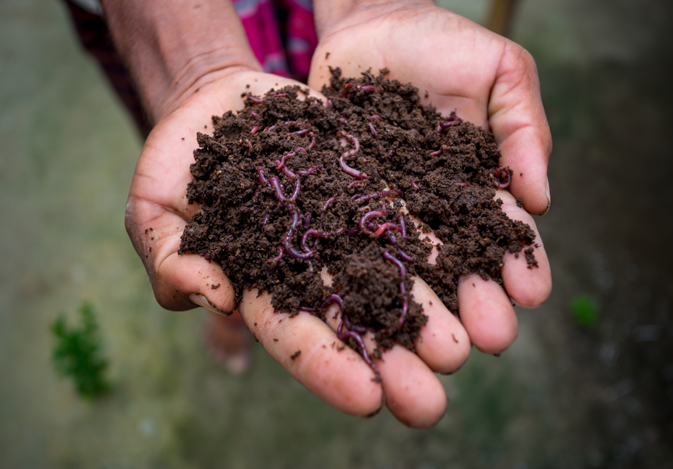 Compost worms. Credit: Jahangir Alam Onuchcha / Shutterstock