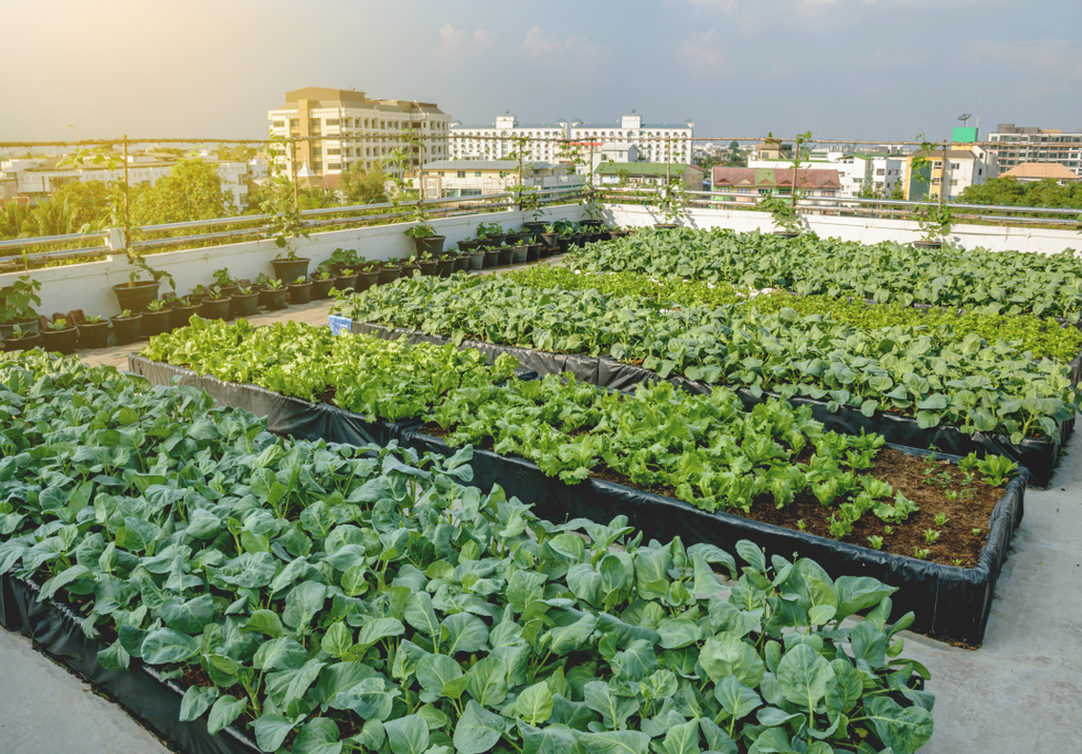 Urban rooftop farming.png