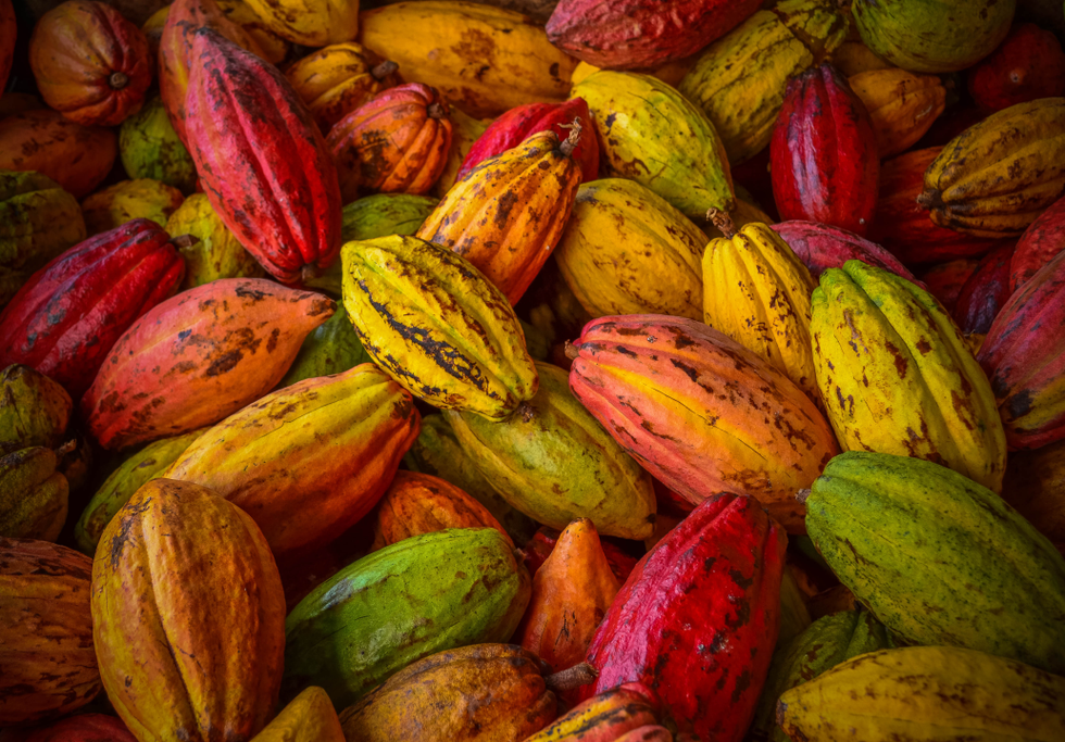 Cocoa pods.png